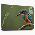 Vibrant tropical bird wall art design featuring colorful birds on acrylic glass, elegantly displayed with pins for a contemporary aesthetic. Perfect for brightening any space.
