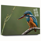 Tropical bird-themed wall art collection displayed in acrylic glass, showcasing vibrant colors and intricate designs, perfect for enhancing home decor.