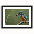 Tropical birds wall art collection framed in black, showcasing vibrant colors and intricate designs, ideal for adding a lively touch to any home decor.