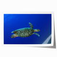 Extra large wall art print featuring a scenic view of Saint Lucia with vibrant green and blue tones on rolled canvas.