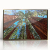 Framed acrylic print of a Sequoia forest in muted earth tones, ideal for modern art wall decor or nursery wall art.