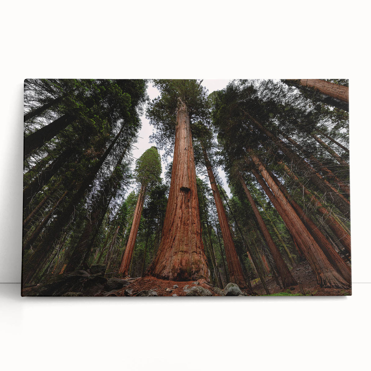 Black and white photo of California's Sequoia trees on stretched canvas, ideal for kitchen wall art or bedroom.