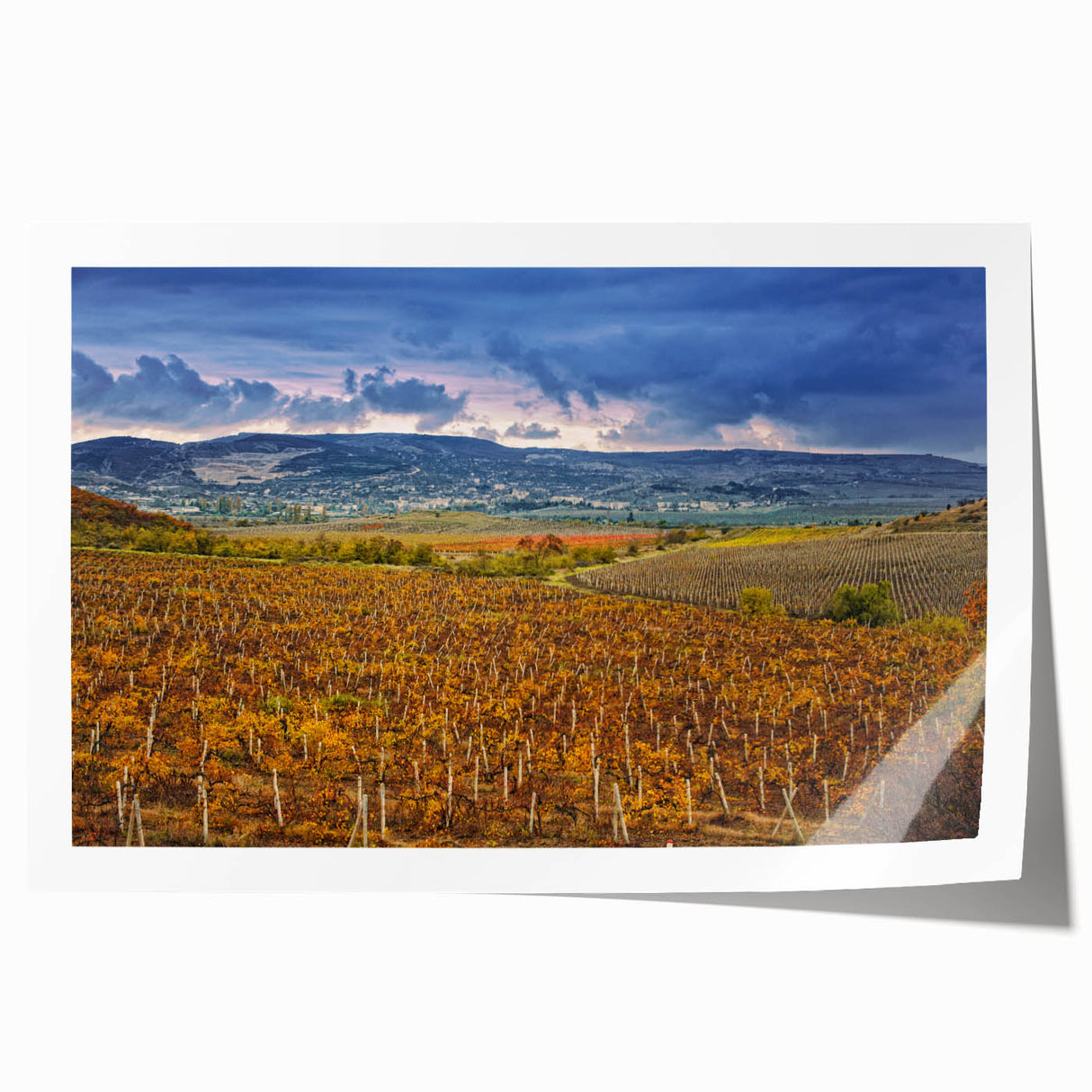 Rolled print of Sonoma, California scenery with lush green vineyards under a clear sky, ideal for art wall dining room.