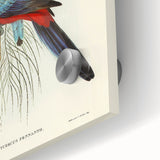 Classic Romantic Paintings: Pennant's Parakeet - Romantic Art Prints