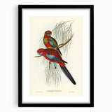 Classic Romantic Paintings: Pennant's Parakeet - Romantic Art Prints