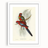Classic Romantic Paintings: Pennant's Parakeet - Romantic Art Prints