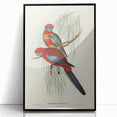 Classic Romantic Paintings: Pennant's Parakeet - Romantic Art Prints