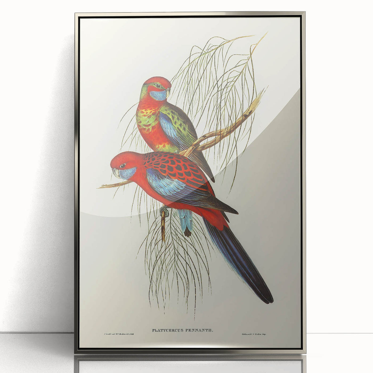 Classic Romantic Paintings: Pennant's Parakeet - Romantic Art Prints