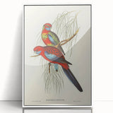 Classic Romantic Paintings: Pennant's Parakeet - Romantic Art Prints
