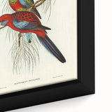 Classic Romantic Paintings: Pennant's Parakeet - Romantic Art Prints