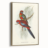 Classic Romantic Paintings: Pennant's Parakeet - Romantic Art Prints