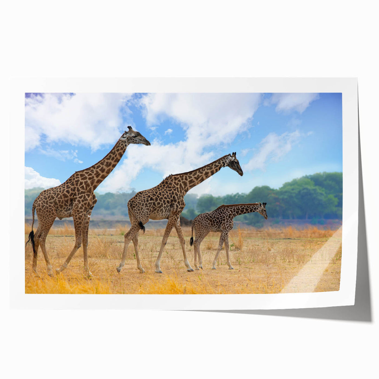 Extra large rolled print of a Zambia scenery with vibrant floral elements, ideal for art wall dining room.