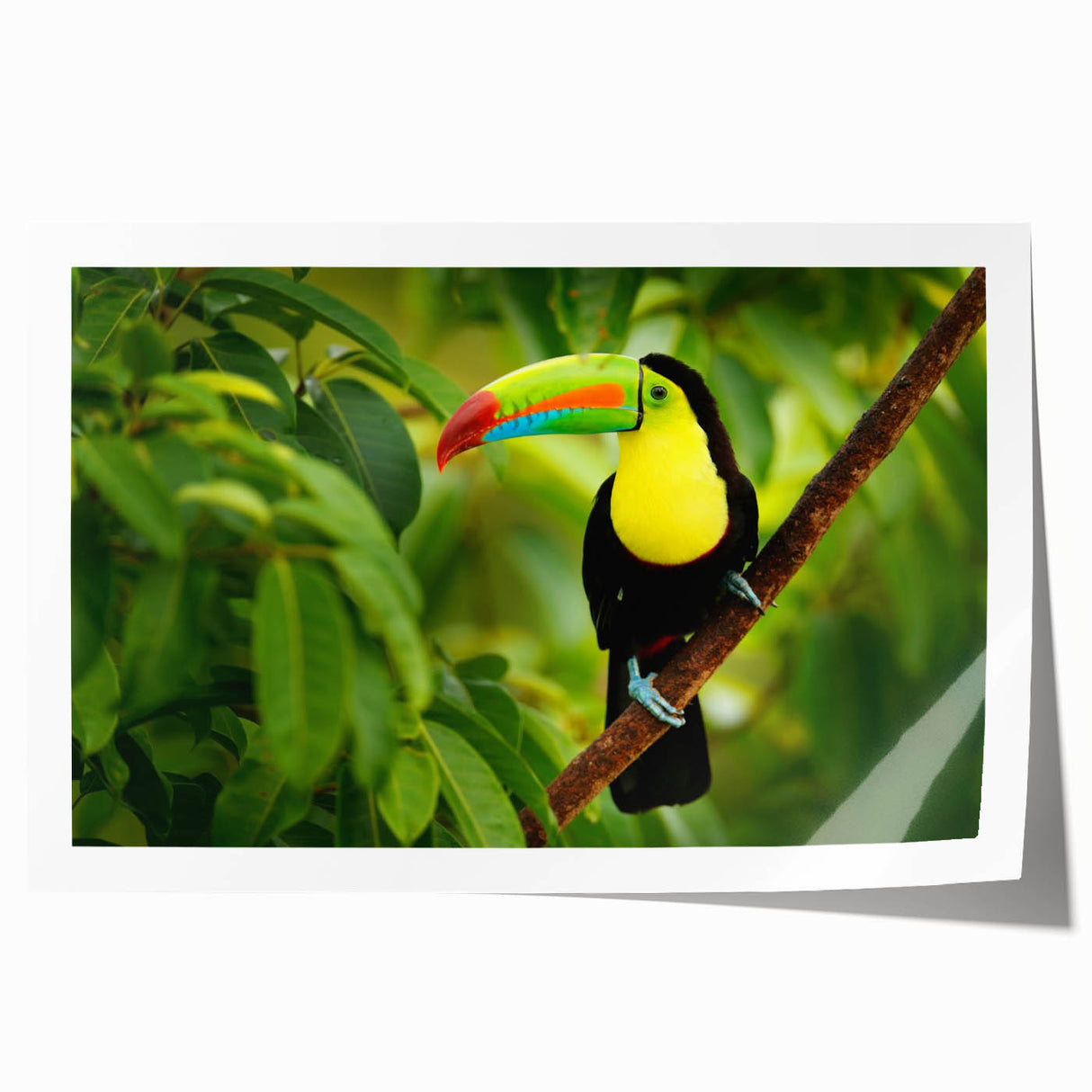 Rolled print of Belize scenery with vibrant green foliage and soft blue sky, ideal for art wall dining room.