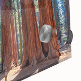 Mid-century modernist style large abstract wall art of California Sequoia trees in muted earth tones on acrylic glass.