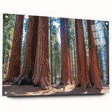 Acrylic print of a California sequoia forest scene, showcasing greens and browns, fitting for bedroom or dining room decor.