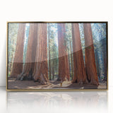 Framed acrylic print of a Sequoia tree in golden hues, suitable for nursery wall art in a mid-century modernist style.