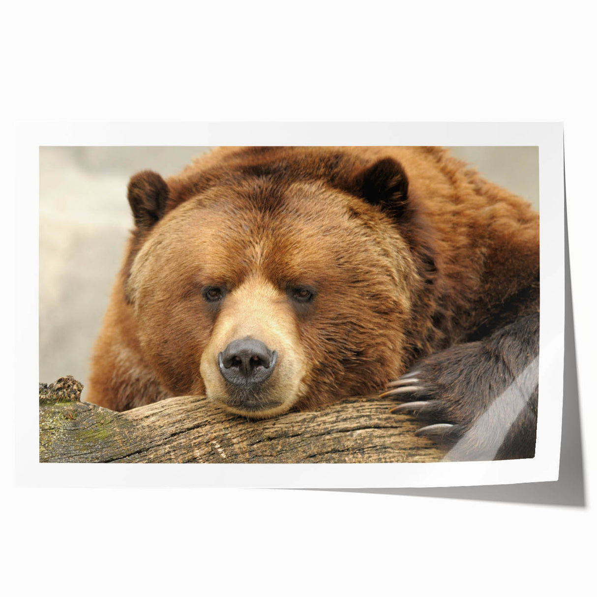 Yellowstone National Park scenery on rolled print, featuring vibrant green and blue tones, ideal for dining room wall art.