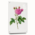 Neoclassical Agatha Rose Print - Classic Botanical Art by Redouté
