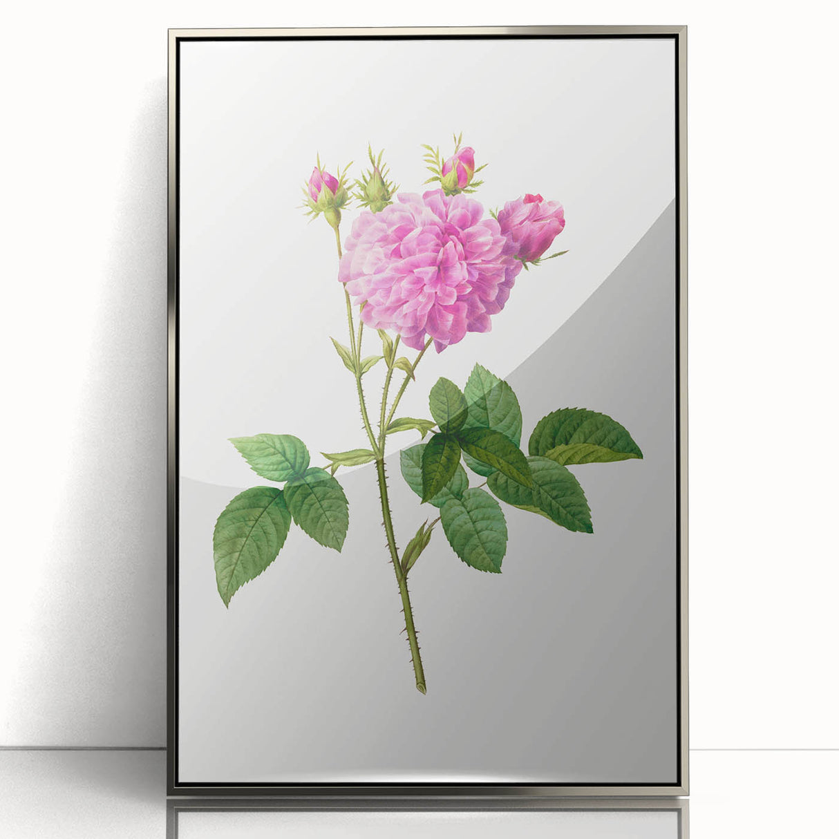 Neoclassical Agatha Rose Print - Classic Botanical Art by Redouté