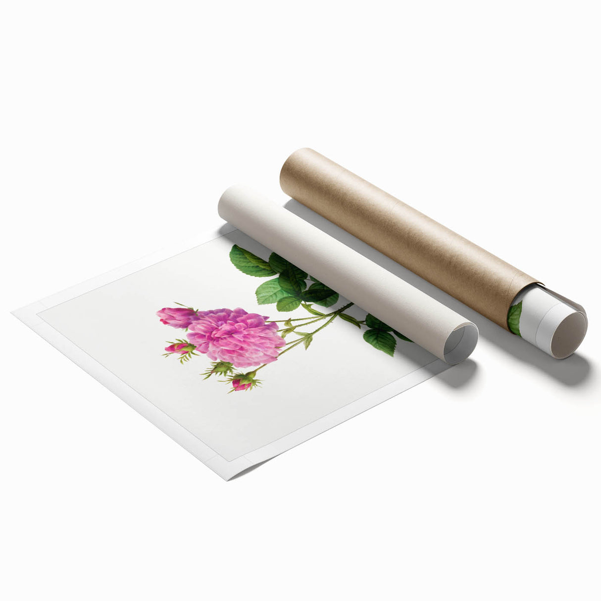Neoclassical Agatha Rose Print - Classic Botanical Art by Redouté