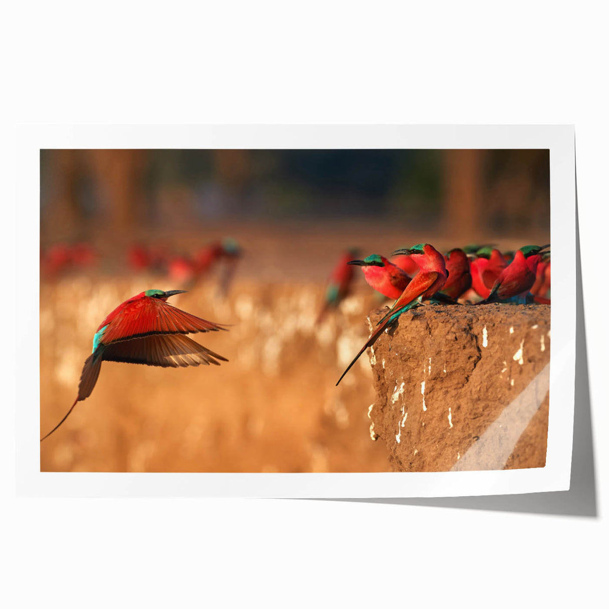 Rolled canvas print featuring a serene African savannah scene with muted earth tones, ideal for art wall dining room.