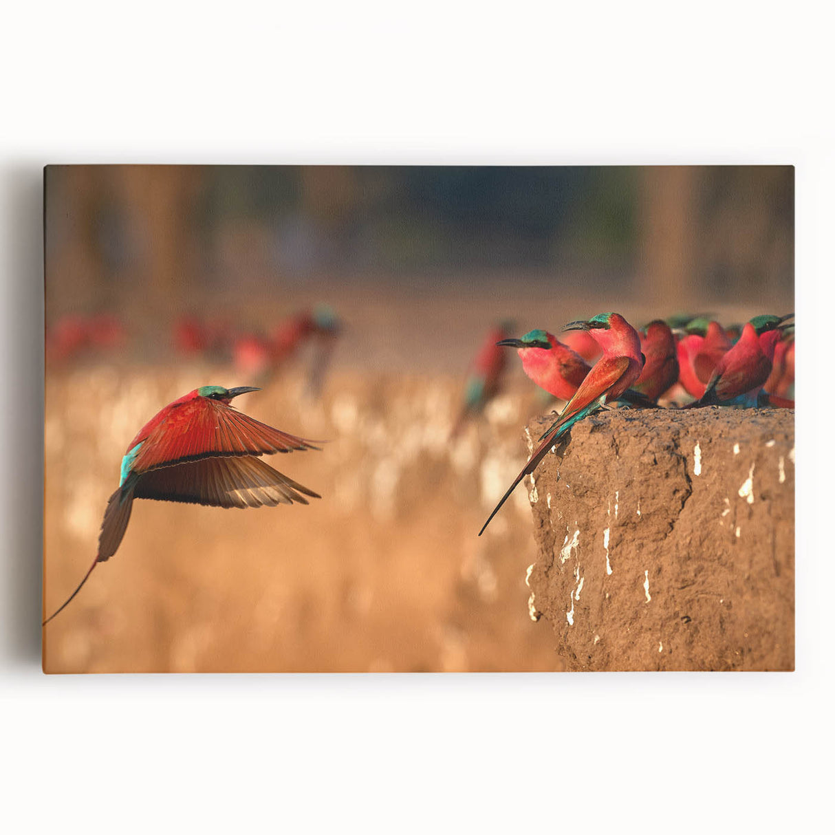 Large black and white canvas art of African scenery, suitable for kitchen wall art.