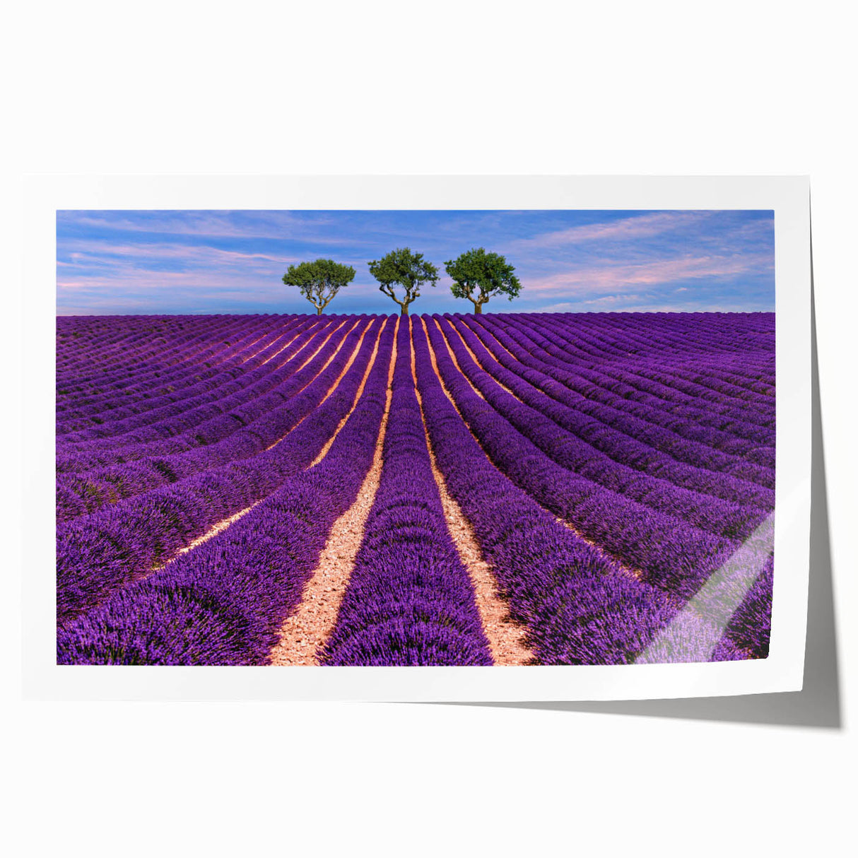 Provence landscape with lavender fields in muted green and purple tones on a rolled canvas, ideal for dining room wall art.