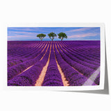 Provence landscape with lavender fields in muted green and purple tones on a rolled canvas, ideal for dining room wall art.
