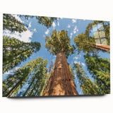 Large acrylic print of a Sequoia forest in natural green and brown tones, suitable for bedroom or dining room decor.