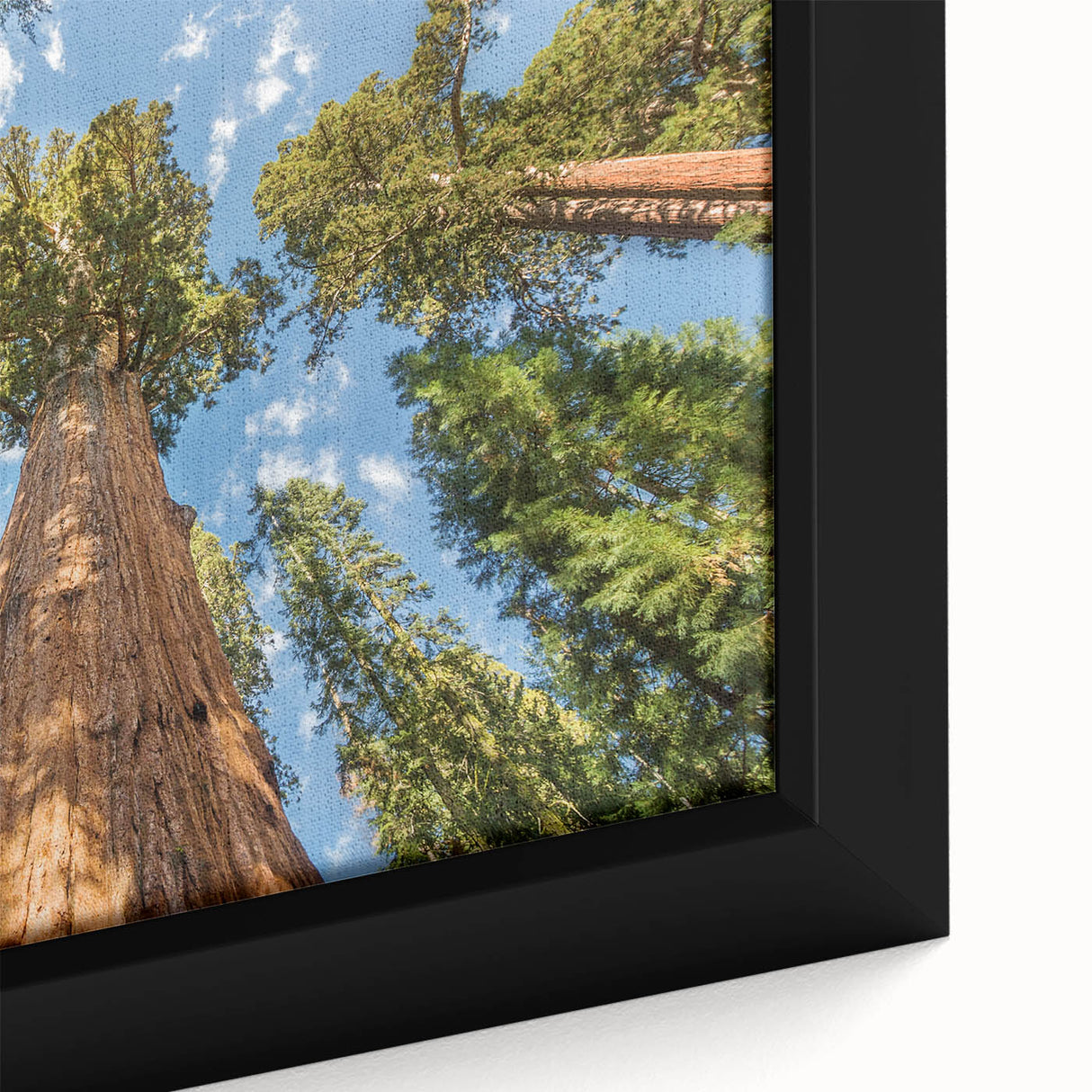 Extra large framed canvas of a textured California Sequoia scene in black with colorful art accents.