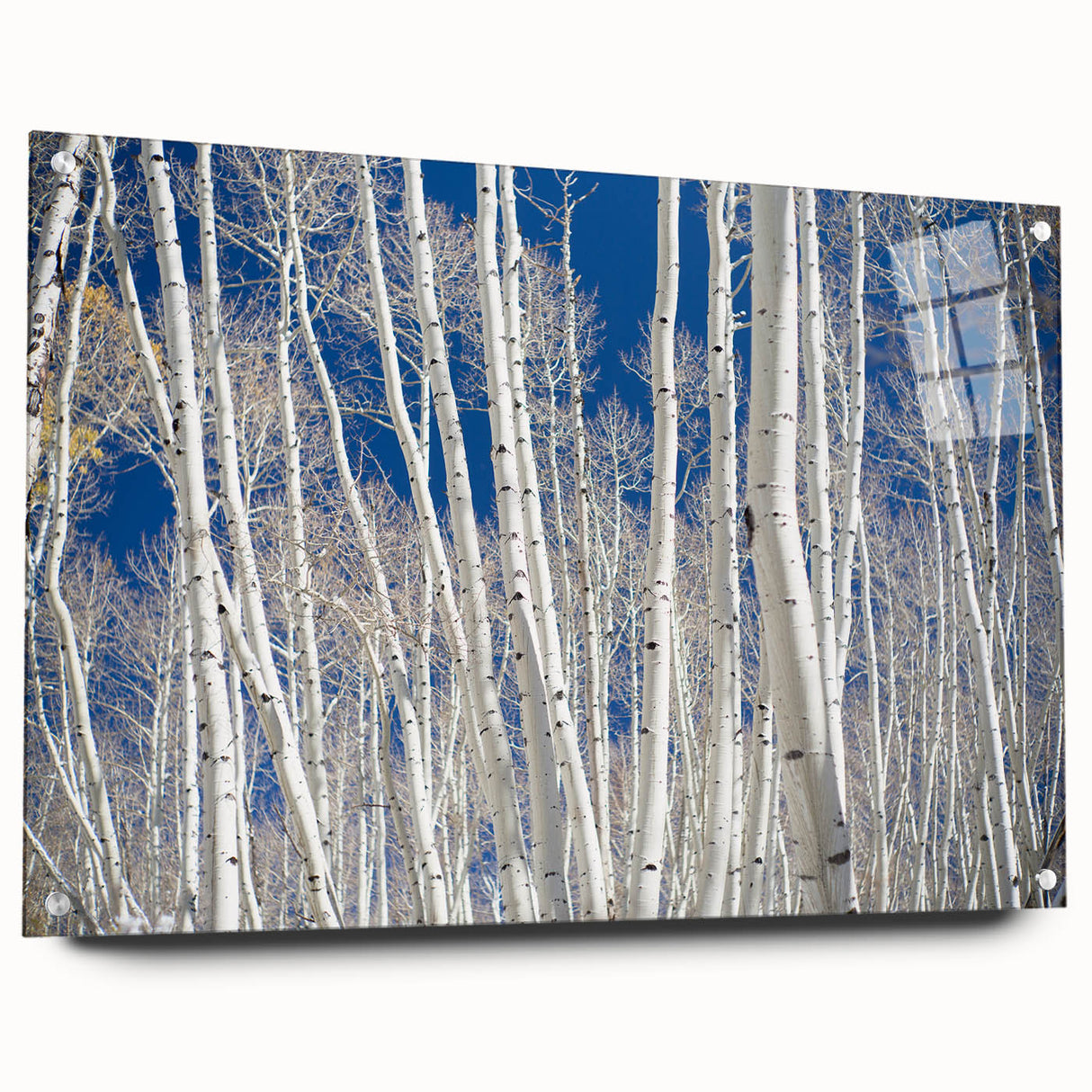 Acrylic print of a Colorado Aspen landscape in autumn hues, ideal for dining room art.