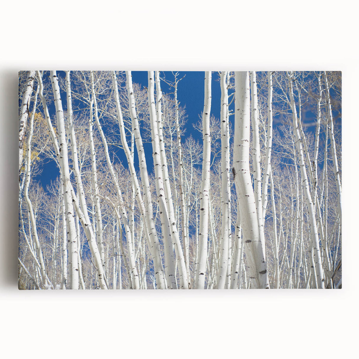 Black and white photo of Aspen trees on stretched canvas, ideal for kitchen wall art.