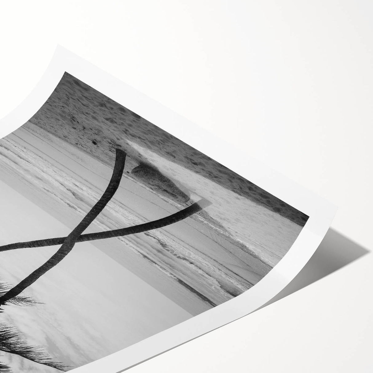 Extra large rolled print featuring line art flowers and Florida Palm Beach scenery in muted earth tones.