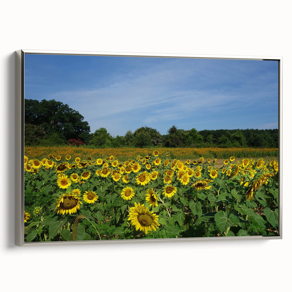 Framed canvas landscape art painting of Raleigh.