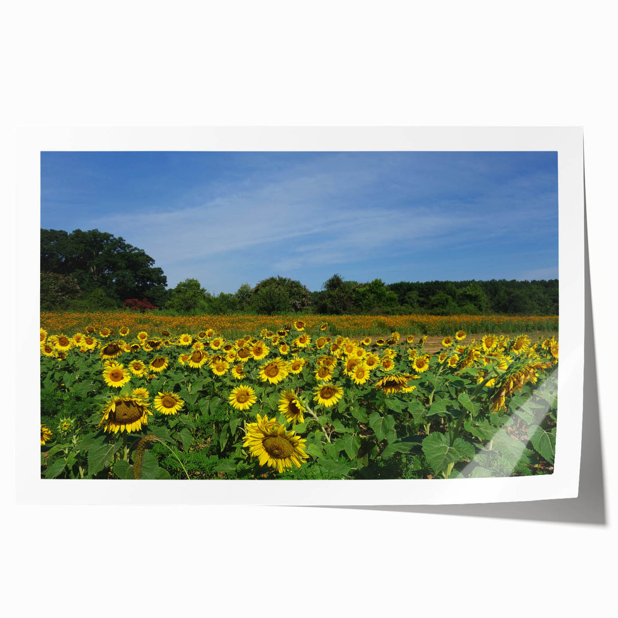 Extra large rolled print of Raleigh, North Carolina scenery with vibrant greens and floral elements.