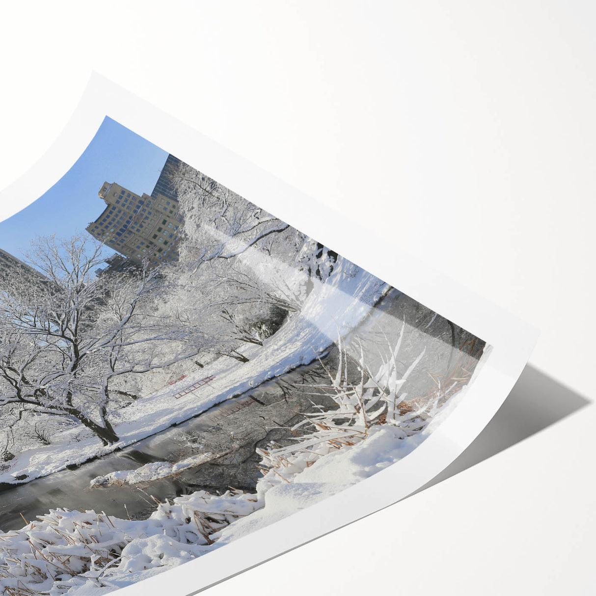 Extra large rolled print featuring line art flowers in Central Park with muted green and brown tones.