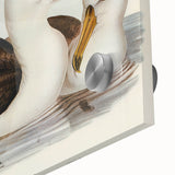 Romanticism Art: Black-Browed Albatross by Elizabeth Gould