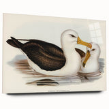 Romanticism Art: Black-Browed Albatross by Elizabeth Gould