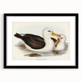 Romanticism Art: Black-Browed Albatross by Elizabeth Gould