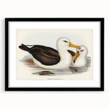 Romanticism Art: Black-Browed Albatross by Elizabeth Gould