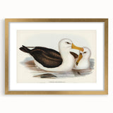 Romanticism Art: Black-Browed Albatross by Elizabeth Gould