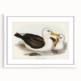 Romanticism Art: Black-Browed Albatross by Elizabeth Gould
