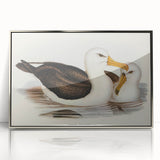 Romanticism Art: Black-Browed Albatross by Elizabeth Gould