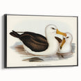 Romanticism Art: Black-Browed Albatross by Elizabeth Gould