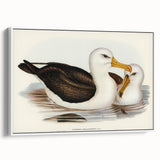 Romanticism Art: Black-Browed Albatross by Elizabeth Gould