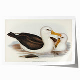 Romanticism Art: Black-Browed Albatross by Elizabeth Gould