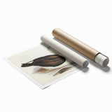 Romanticism Art: Black-Browed Albatross by Elizabeth Gould