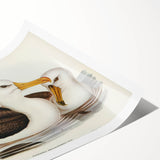 Romanticism Art: Black-Browed Albatross by Elizabeth Gould