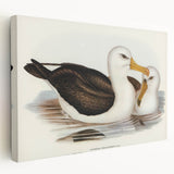 Romanticism Art: Black-Browed Albatross by Elizabeth Gould