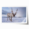 Extra large rolled print featuring a serene Norwegian landscape with lush greenery and a distant mountain.